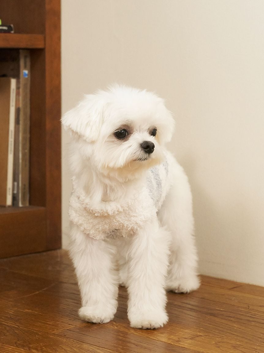 gelato pique(ジェラートピケ)【CAT&DOG】【販路限定商品】ジェラートメランジ2ボーダープルオーバー|全3色