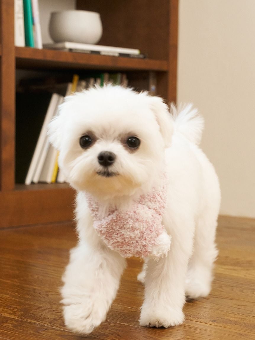 gelato pique(ジェラートピケ)【CAT&DOG】【販路限定商品】ジェラートメランジマフラー|全3色