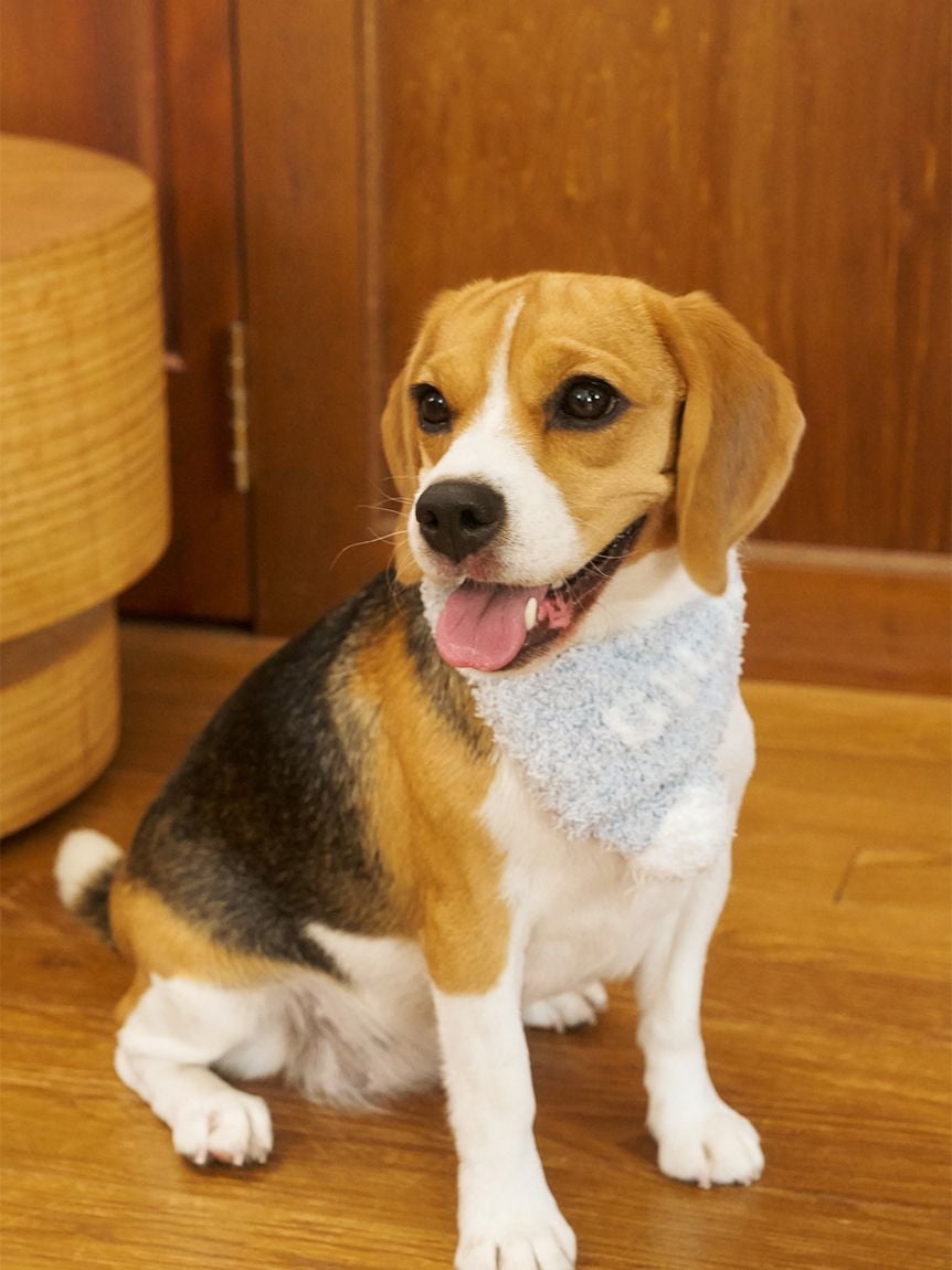 gelato pique(ジェラートピケ)【CAT&DOG】【販路限定商品】ジェラートメランジマフラー|全3色