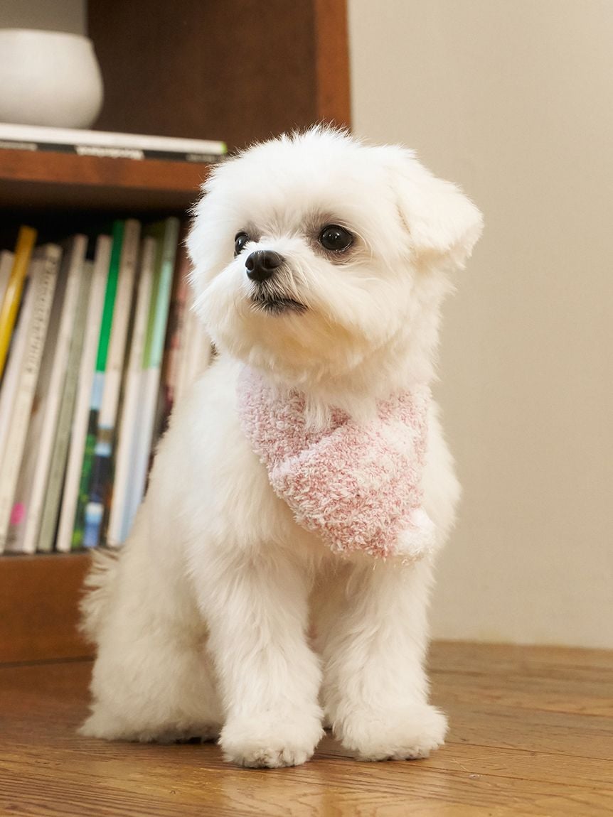 gelato pique(ジェラートピケ)【CAT&DOG】【販路限定商品】ジェラートメランジマフラー|全3色