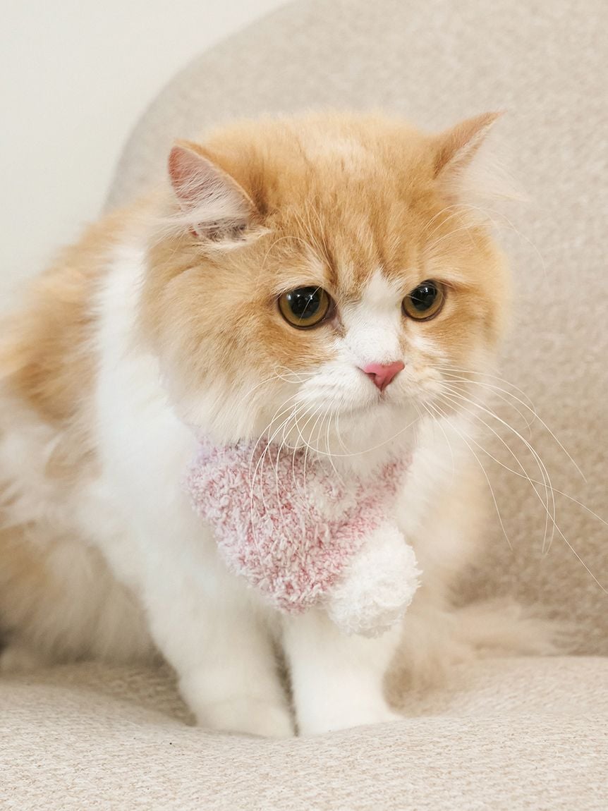 gelato pique(ジェラートピケ)【CAT&DOG】【販路限定商品】ジェラートメランジマフラー|全3色