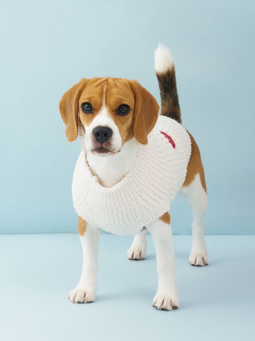 gelato pique（ジェラートピケ）【CAT&DOG】【販路限定商品】ベビモコベアサガラ刺繍プルオーバー｜全3色