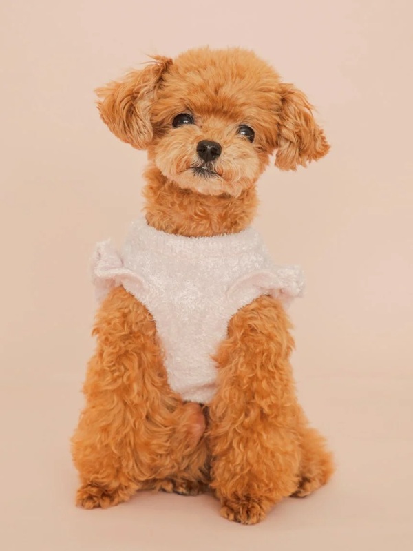 gelato pique（ジェラートピケ）【CAT&DOG】【販路限定商品】フルーツジャガードプルオーバー｜全3色