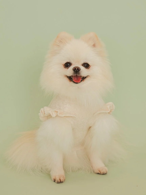 gelato pique（ジェラートピケ）【CAT&DOG】【販路限定商品】フルーツジャガードプルオーバー｜全3色