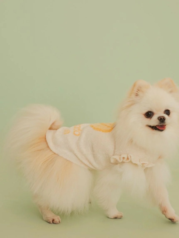 gelato pique（ジェラートピケ）【CAT&DOG】【販路限定商品】フルーツジャガードプルオーバー｜全3色