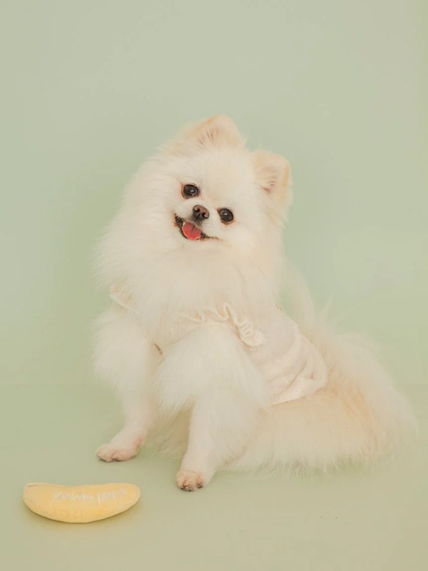 gelato pique（ジェラートピケ）【CAT&DOG】【販路限定商品】フルーツジャガードプルオーバー｜全3色