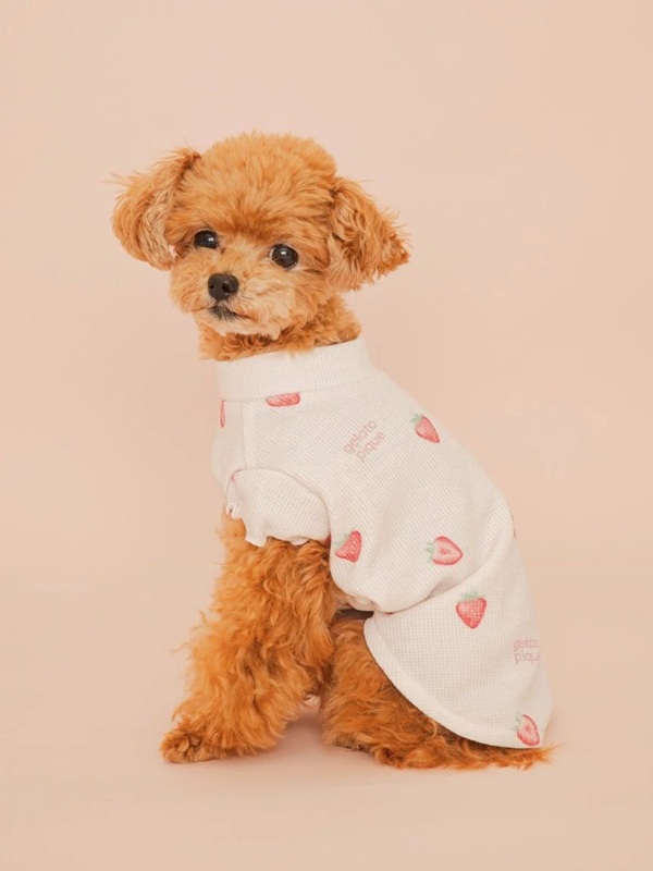 gelato pique（ジェラートピケ）【CAT&DOG】【販路限定商品】フルーツ柄ワッフルカットソープルオーバー｜全3色