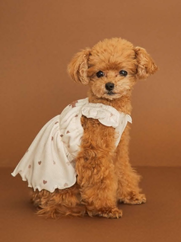 gelato pique（ジェラートピケ）【CAT&DOG】【販路限定商品】【Valentine】ハート柄フリルワンピース｜全2色