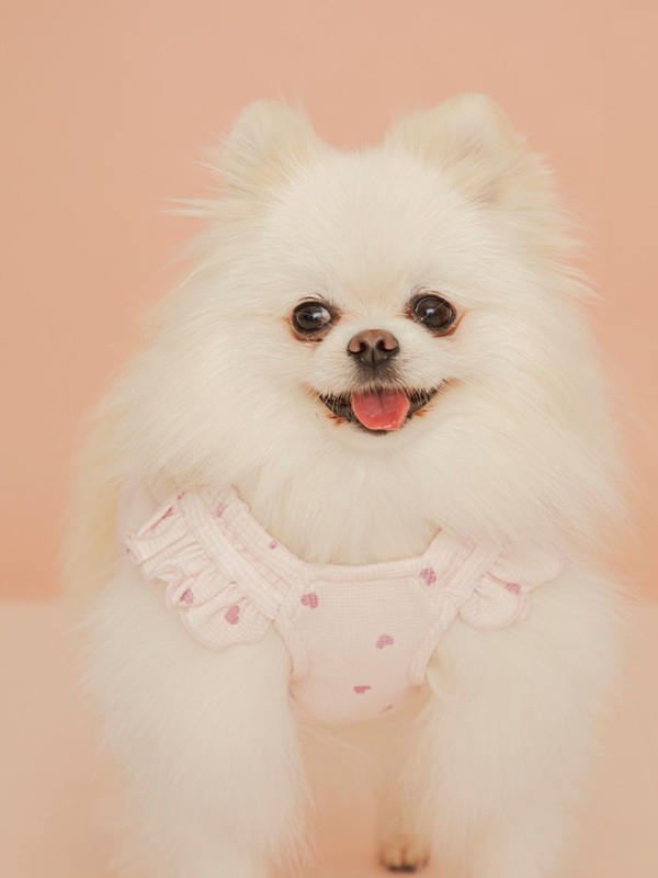 gelato pique（ジェラートピケ）【CAT&DOG】【販路限定商品】【Valentine】ハート柄フリルワンピース｜全2色