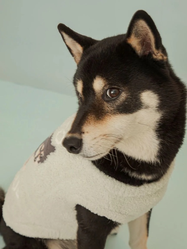 gelato pique(ジェラートピケ)【CAT&DOG】【販路限定商品】柴犬ジャガードプルオーバー|全2色