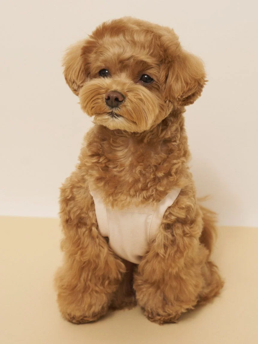 gelato pique(ジェラートピケ)【CAT&DOG】【接触冷感】サマーベア柄プルオーバー|全3色