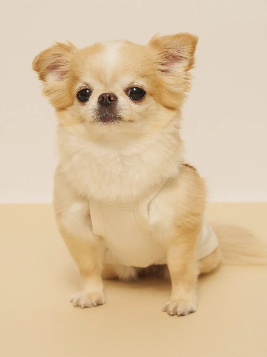 gelato pique(ジェラートピケ)【CAT&DOG】【接触冷感】サマーベア柄プルオーバー|全3色