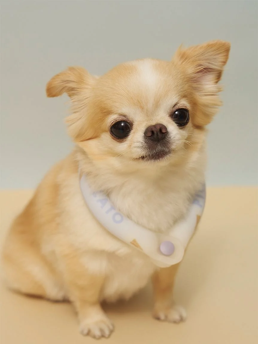 gelato pique（ジェラートピケ）【CAT&DOG】サマーモチーフ柄Coolingネックリング｜全2色