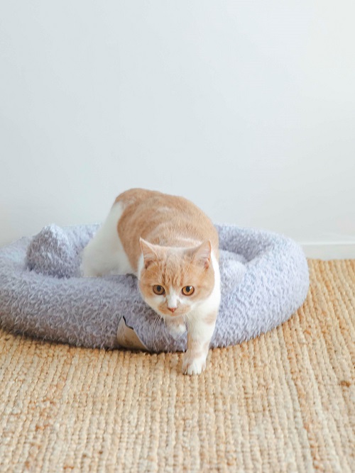 gelato pique（ジェラートピケ）【CAT&DOG】【販路限定商品】ジェラートフェザーベッド｜全2色