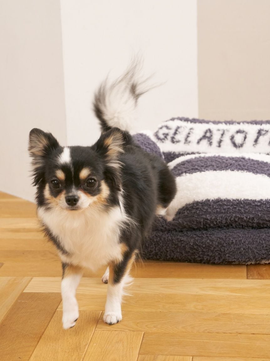 gelato pique(ジェラートピケ)ジェラートソファ型ベッド Mサイズ|全4色