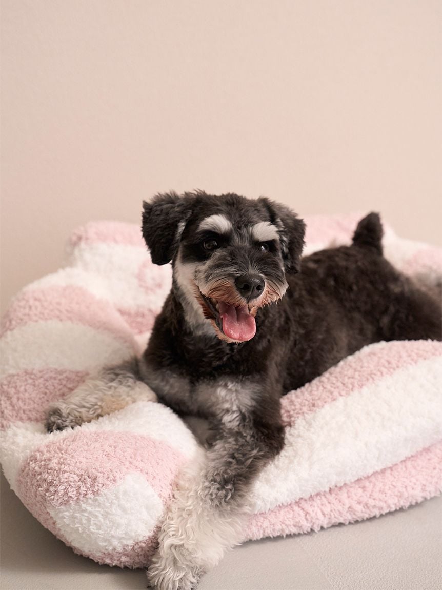 gelato pique(ジェラートピケ)ジェラートソファ型ベッド Lサイズ|全4色