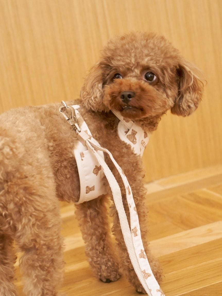 gelato pique（ジェラートピケ）【CAT&DOG】【販路限定商品】 モチーフ柄背中あきハーネス