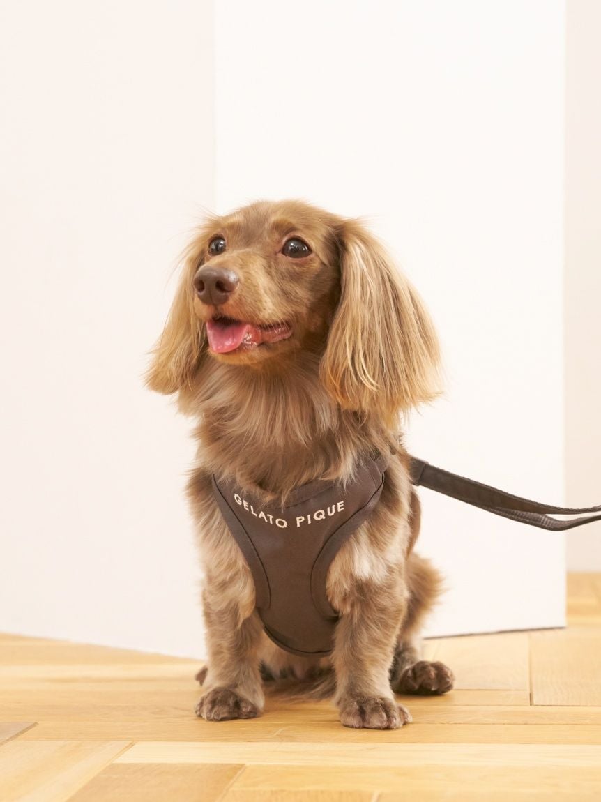 gelato pique（ジェラートピケ）【CAT&DOG】【販路限定商品】 背中あきハーネス