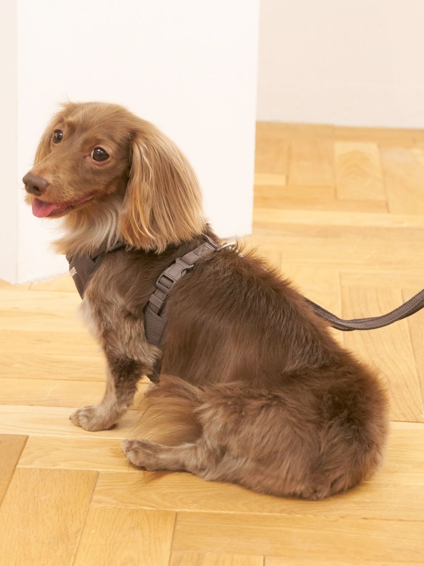 gelato pique（ジェラートピケ）【CAT&DOG】【販路限定商品】 背中あきハーネス