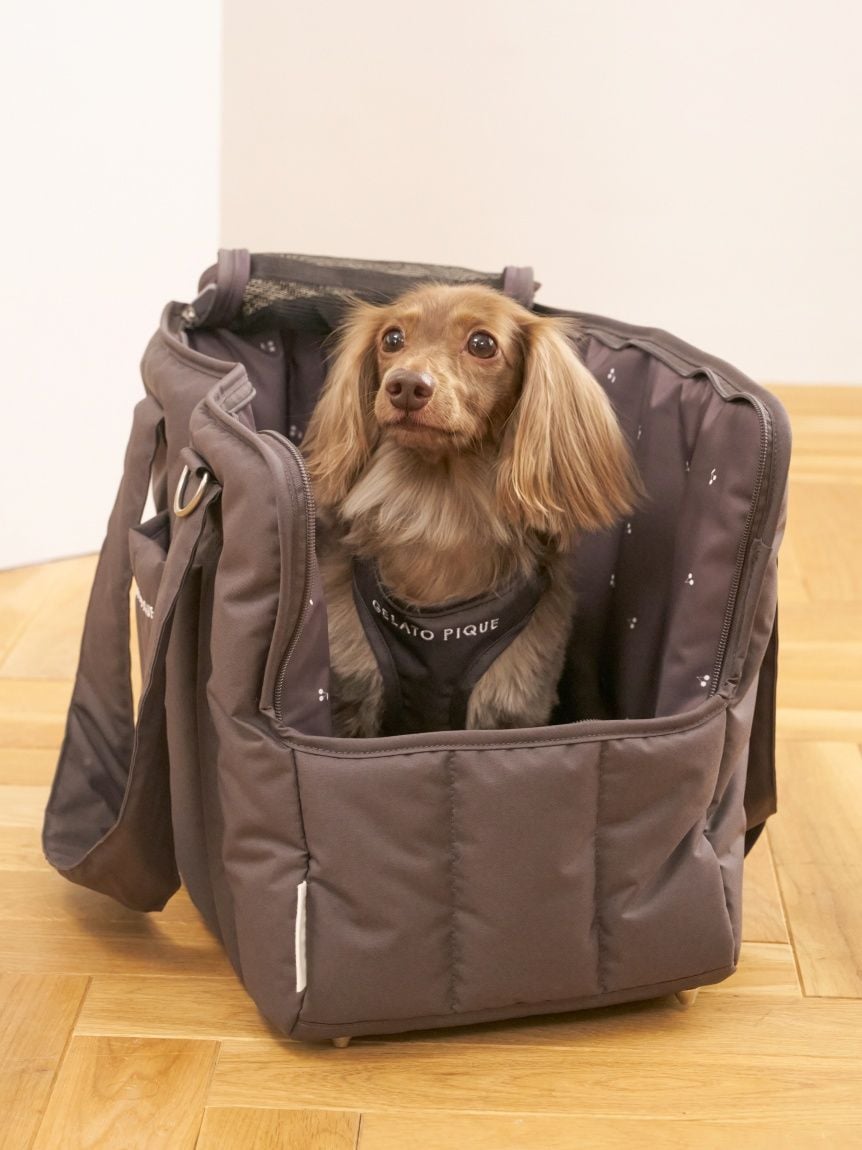 gelato pique（ジェラートピケ）【CAT&DOG】【販路限定商品】 背中あきハーネス