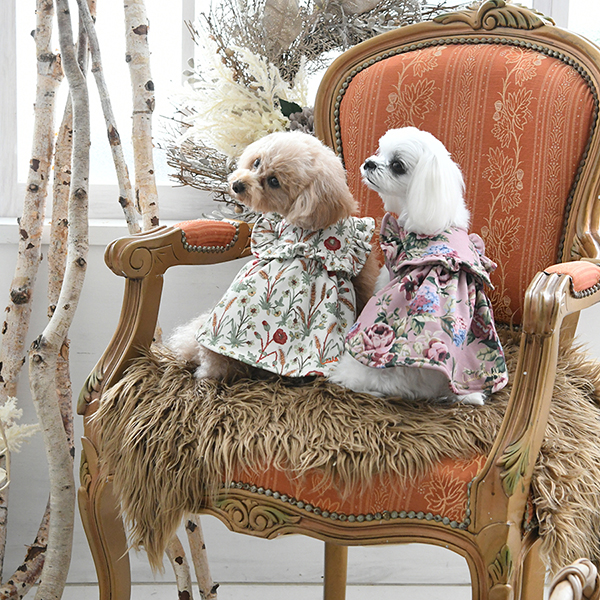 2022 LAURA ASHLEY（ローラアシュレイ）フリルワンピース | 犬服