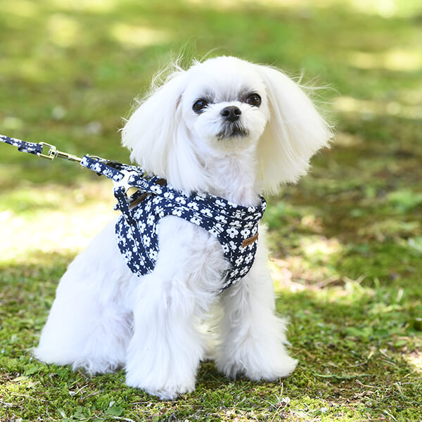 Laura Ashley ローラアシュレイ ボディ ハーネス 花柄 ネイビー 犬服 ドックウェアcalulu カルル