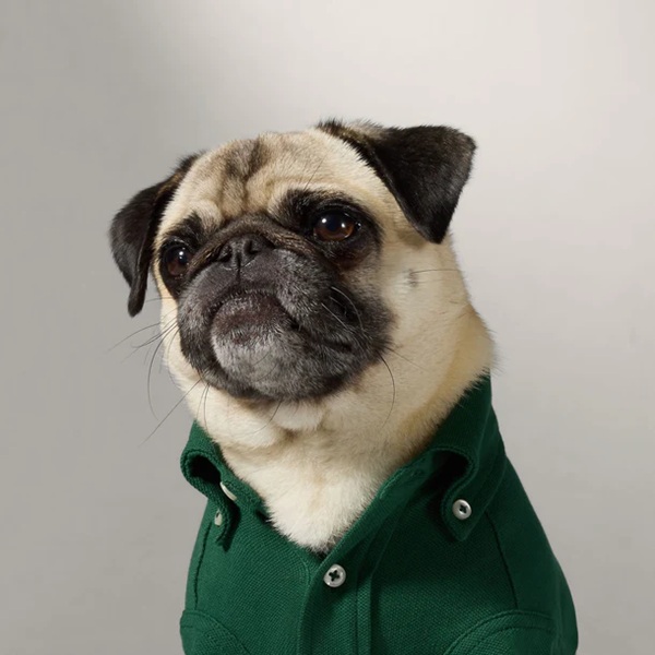 RALPH LAUREN（ラルフローレン）ポロポニーコットンメッシュポロシャツ / Polo Pony Dog Cotton Mesh Shirt