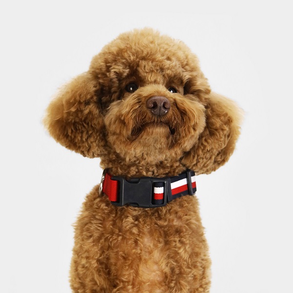 TOMMY HILFIGER（トミーヒルフィガー）カラー / Dog Webbing Collar