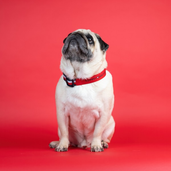 TOMMY HILFIGER（トミーヒルフィガー）カラー / Dog Webbing Collar