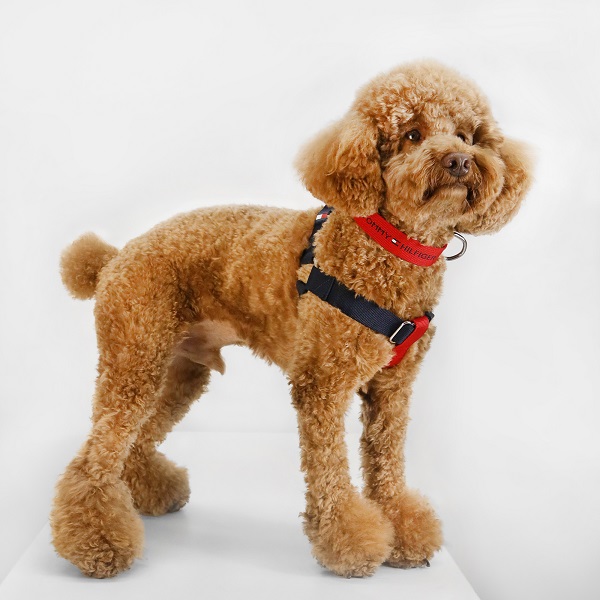 TOMMY HILFIGER（トミーヒルフィガー）ハーネス / Dog Color-Brocked Harness