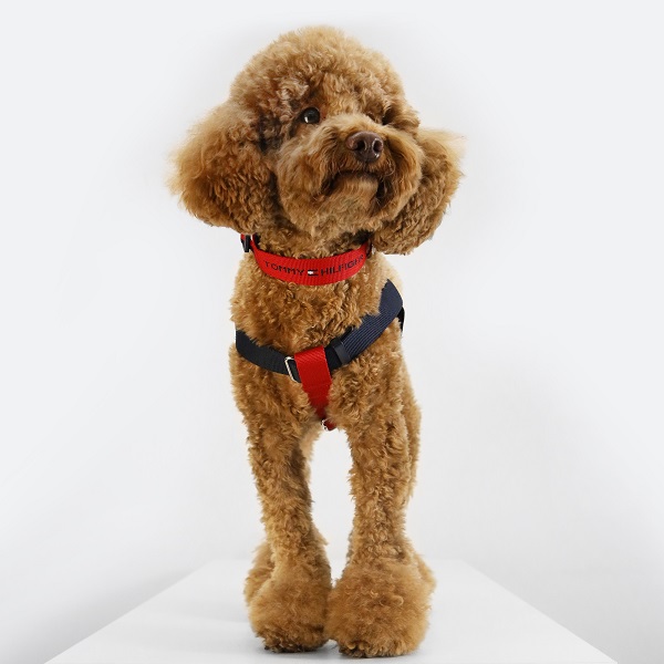 TOMMY HILFIGER（トミーヒルフィガー）ハーネス / Dog Color-Brocked Harness