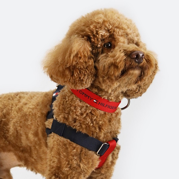 TOMMY HILFIGER（トミーヒルフィガー）ハーネス / Dog Color-Brocked Harness