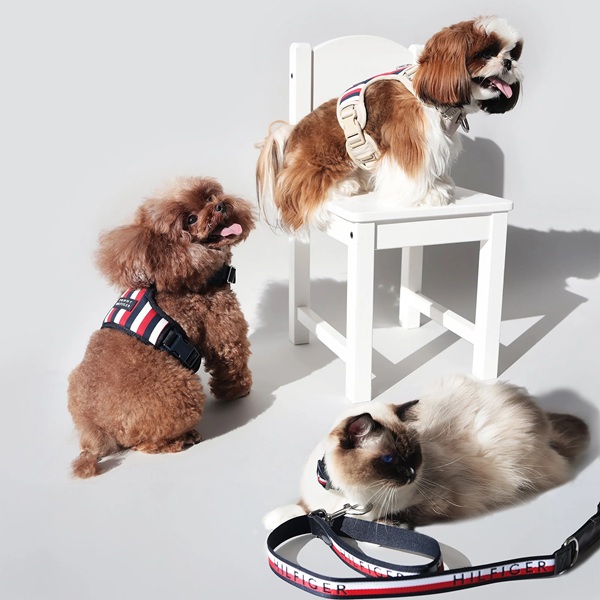 TOMMY HILFIGER（トミーヒルフィガー）カラー / Dog Collar