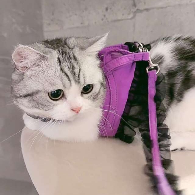 ANNA SUI（アナスイ） 猫用フリル付きハーネス｜全2色