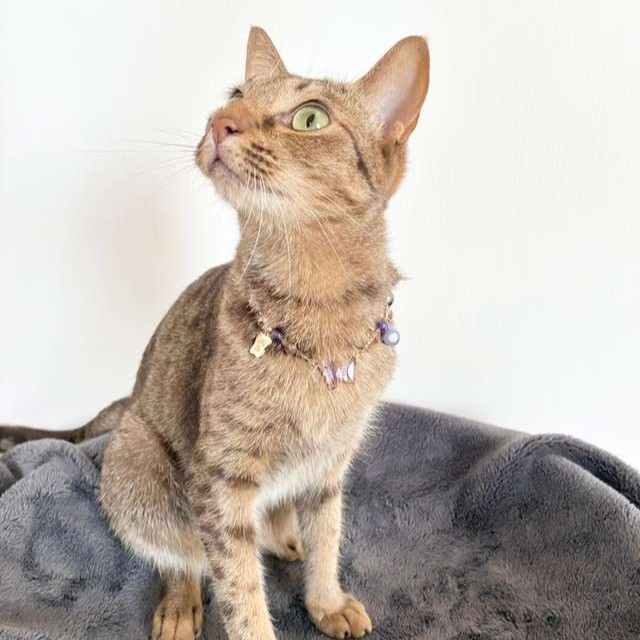 ANNA SUI（アナスイ） 猫用バタフライネックレス