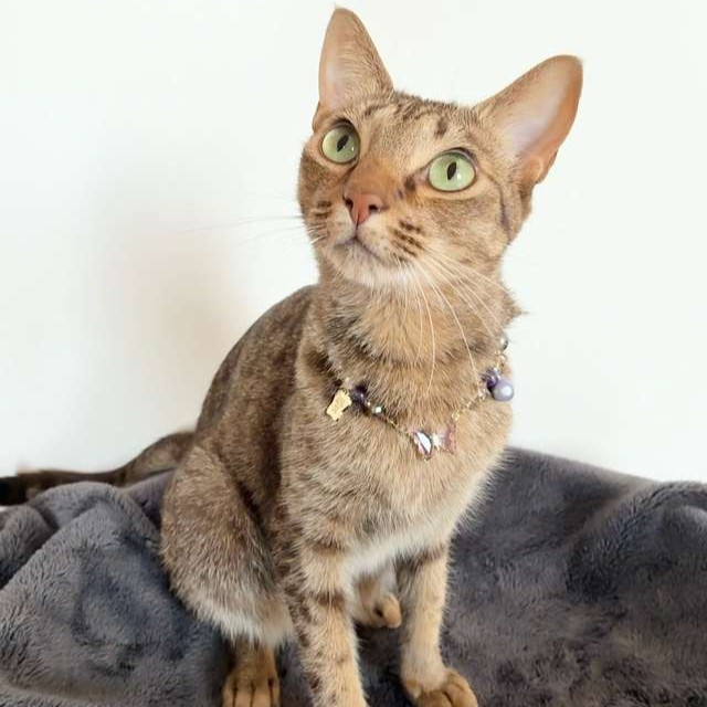 ANNA SUI（アナスイ） 猫用バタフライネックレス