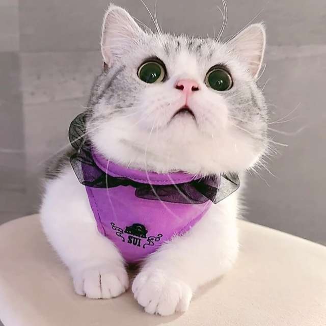 ANNA SUI（アナスイ） 猫用フリル付きハーネス｜全2色