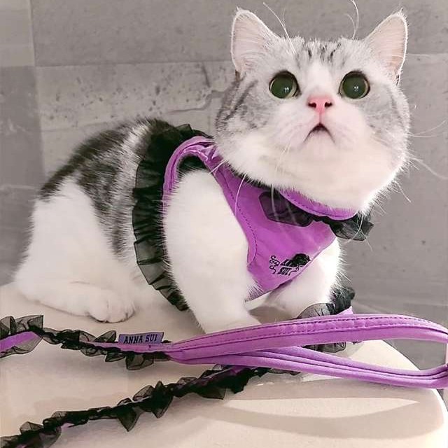 ANNA SUI（アナスイ） 猫用フリル付きハーネス｜全2色