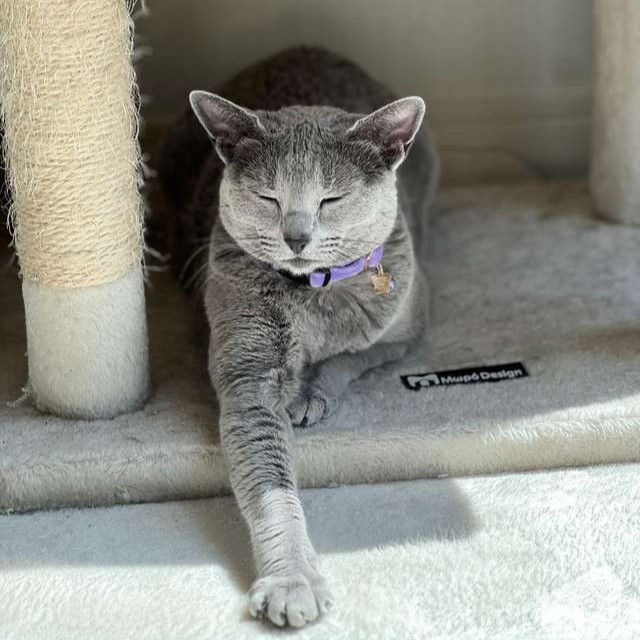 ANNA SUI（アナスイ） 猫用ベロア調首輪｜全2色