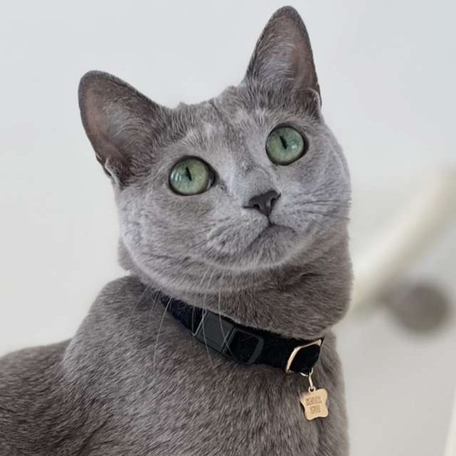 ANNA SUI（アナスイ） 猫用ベロア調首輪｜全2色