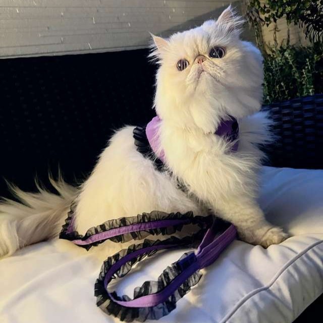 ANNA SUI（アナスイ） 猫用フリル付きハーネス｜全2色