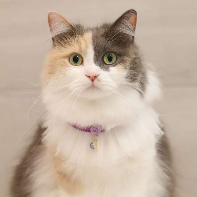 ANNA SUI（アナスイ） 猫用バラ付チュールシュシュ首輪