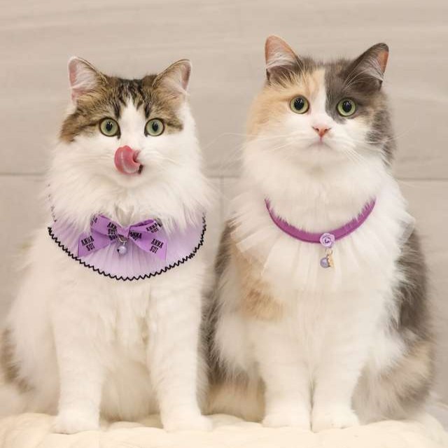 ANNA SUI（アナスイ） 猫用バラ付チュールシュシュ首輪