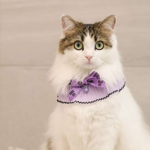 ANNA SUI（アナスイ） 猫用リボン付シフォンプリーツシュシュ首輪